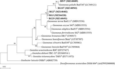 Genome Analysis and Description of Three Novel Diazotrophs Geomonas Species Isolated From Paddy Soils